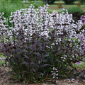 Penstemon Onyx and Pearls #1