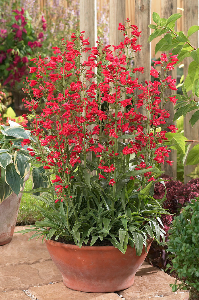 Penstemon Red Riding Hood #1
