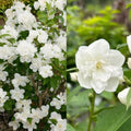 Philadelphus Snow White #2