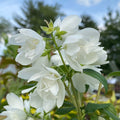 Philadelphus Snowbelle #3