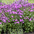 Phlox Cloudburst PW#1