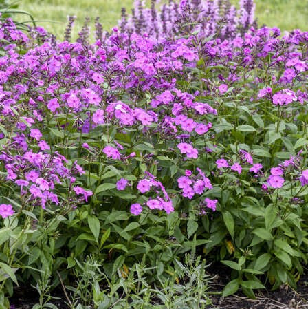 Phlox Cloudburst PW#1