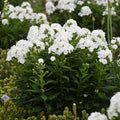 Phlox pan Backlight PW #1