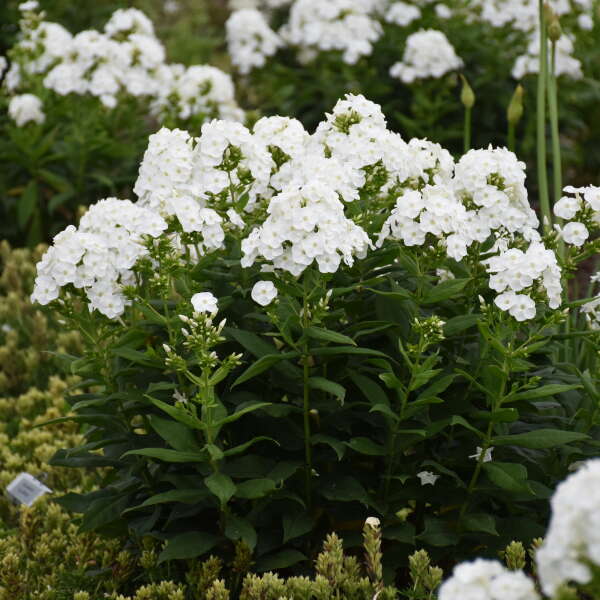 Phlox pan Backlight PW #1