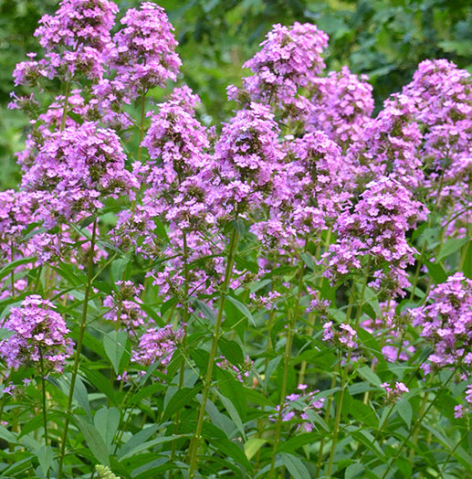 Phlox pan Jeana #1
