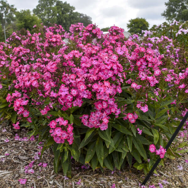 Phlox pan Pink Lightning PW#1