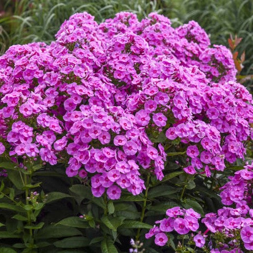 Phlox pan Prismatic Pink PW#1