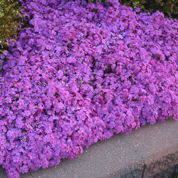 Phlox sub Drummond's Pink 1 qt