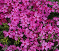 Phlox sub Red Wing #1