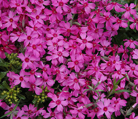 Phlox sub Red Wing 1qt