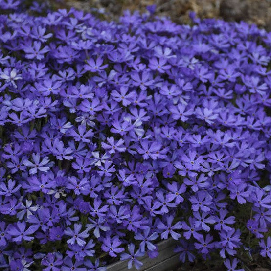Phlox Violet Pinwheels #1