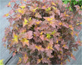 Physocarpus o Center Glow #3