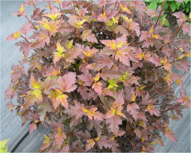Physocarpus o Center Glow #3