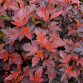 Physocarpus o Coppertina #2