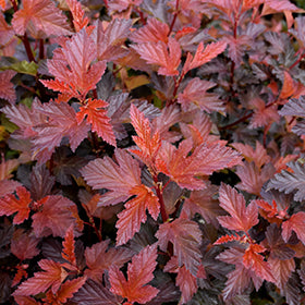 Physocarpus o Coppertina #2