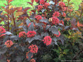 Physocarpus o Ginger Wine #2