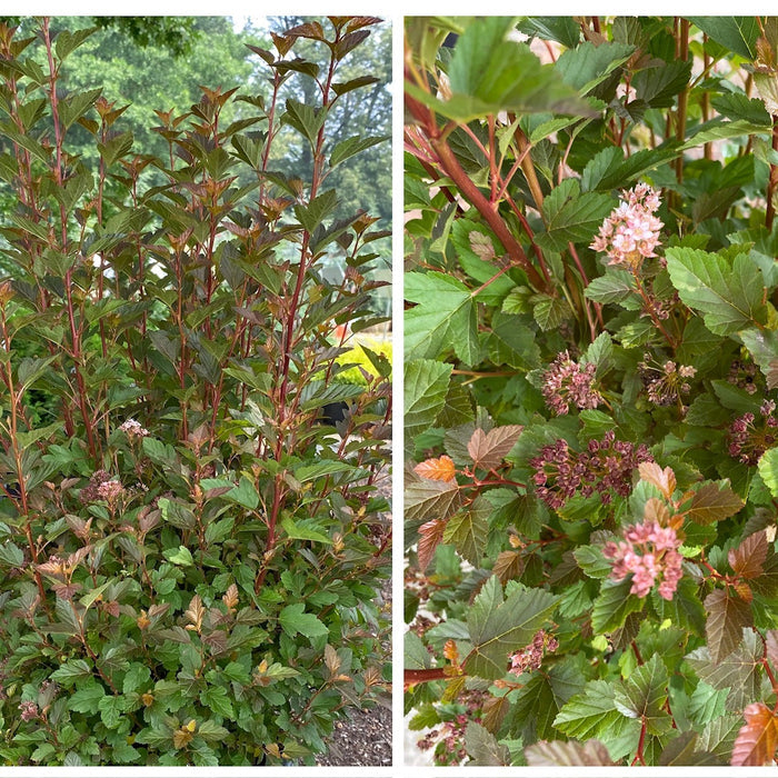 Physocarpus o Spicy Devil #2