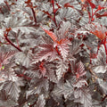 Physocarpus o Summer Wine Black #3