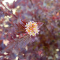 Physocarpus o Sweet Cherry Tea #3