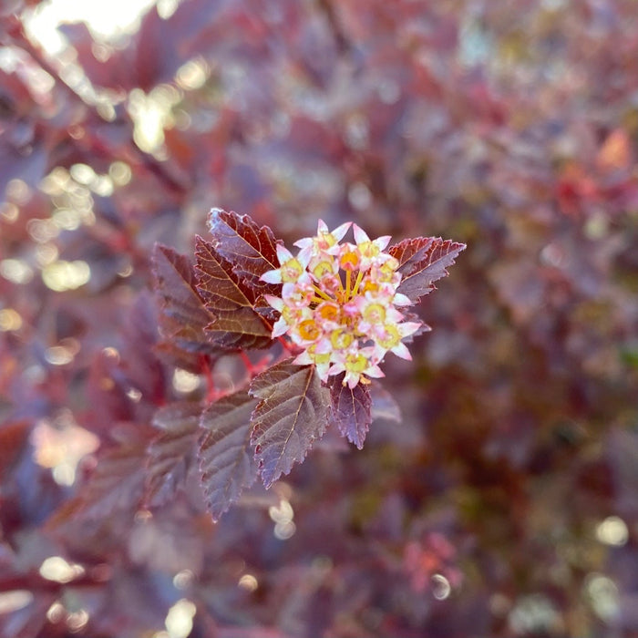 Physocarpus o Sweet Cherry Tea #3