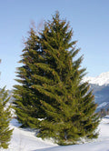 Picea abies 4'