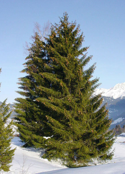 Picea abies 4'