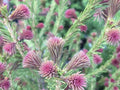 Picea abies Blaze #6