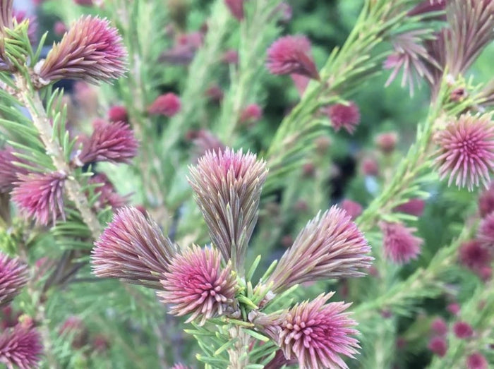 Picea abies Blaze #6