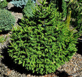 Picea abies Clanbrassiliana Stricta #6