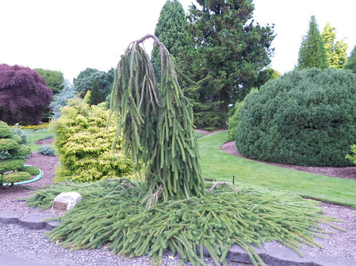 Picea abies Cobra #3