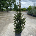 Picea abies Crusita #6