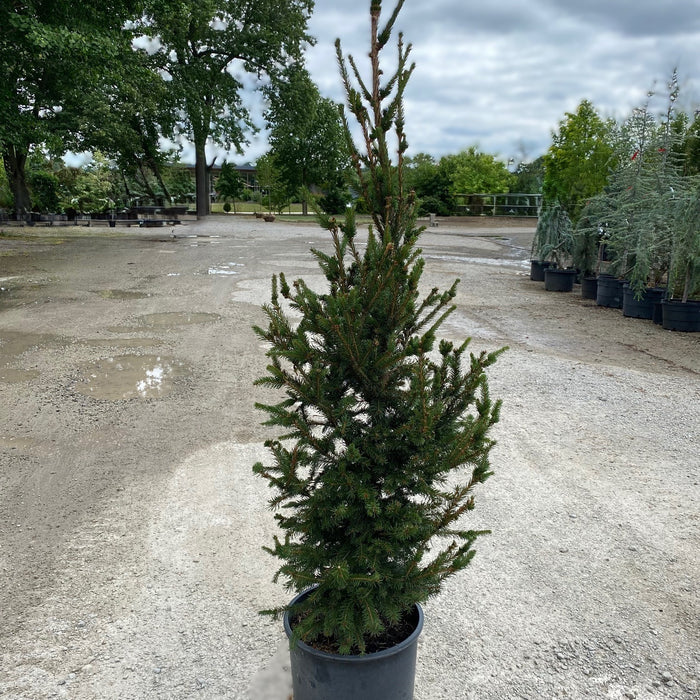 Picea abies Crusita #6