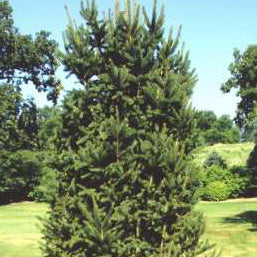 Picea abies Cupressina #6