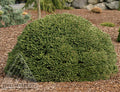 Picea abies Fat Cat #3