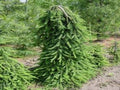 Picea abies Frohburg #6