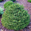 Picea abies Hildburghausen #6