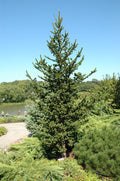 Picea abies Hillside Upright #3