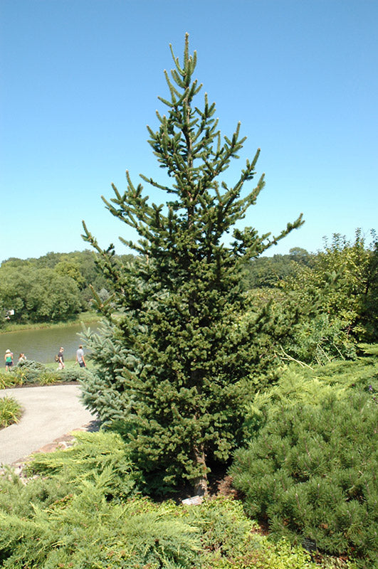 Picea abies Hillside Upright #3