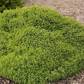 Picea abies Little Gem #1