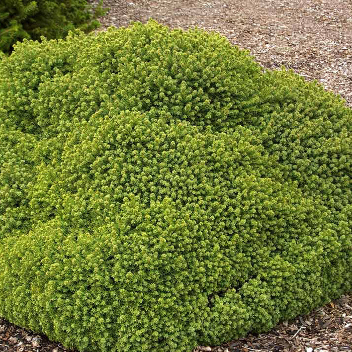 Picea abies Little Gem #1
