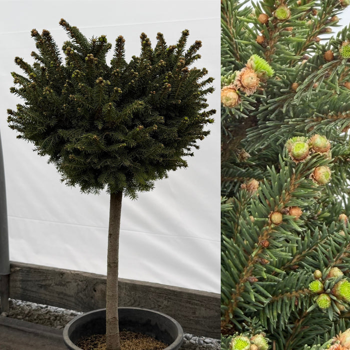 Picea abies Little Gem #3 std