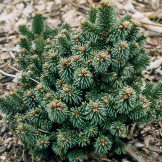 Picea abies Motala #3