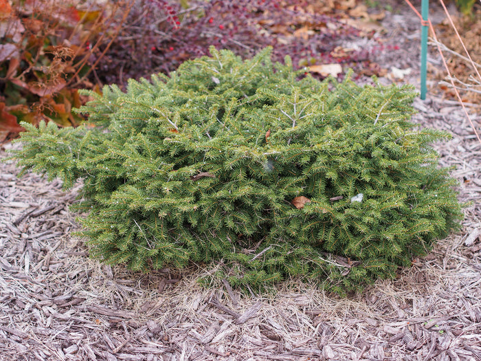 Picea abies Nidiformis #3