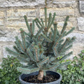 Picea abies Paul's Select #3
