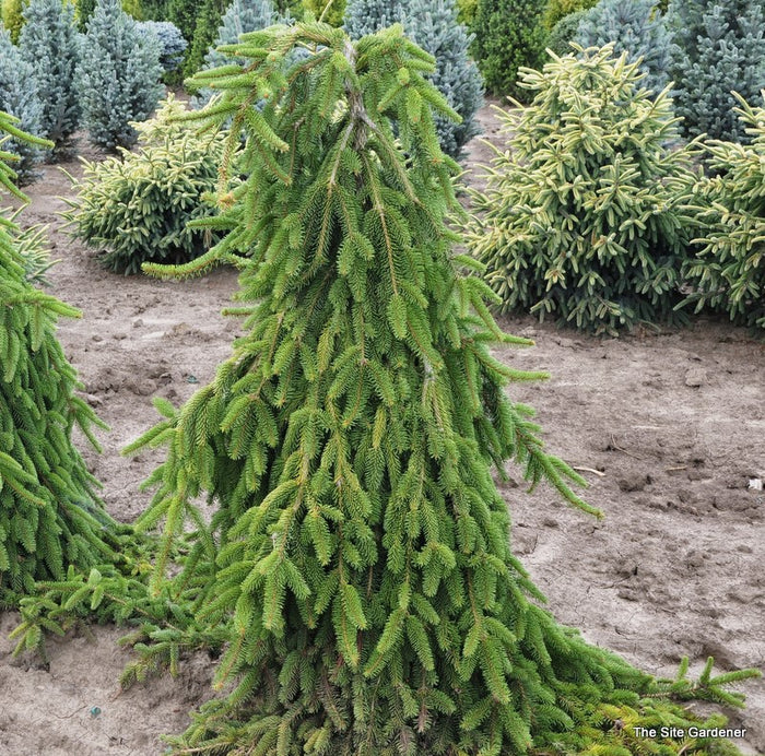 Picea abies Pendula #6