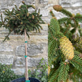 Picea abies Pusch std #3