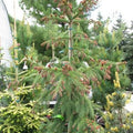 Picea abies Rubra Spicata #6