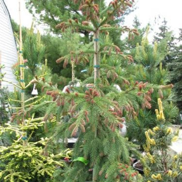 Picea abies Rubra Spicata #6