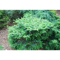 Picea bicolor Prostrata #6