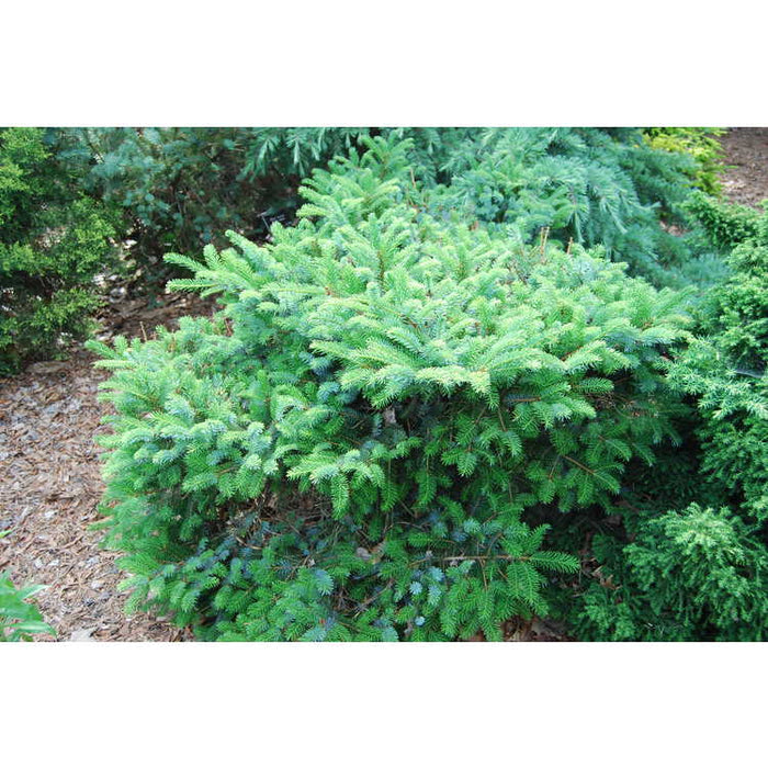 Picea bicolor Prostrata #6